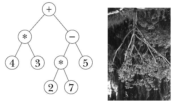 Tree object representation compared to tree in nature