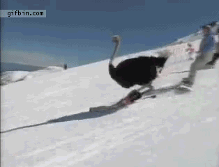 Ostrich skiing